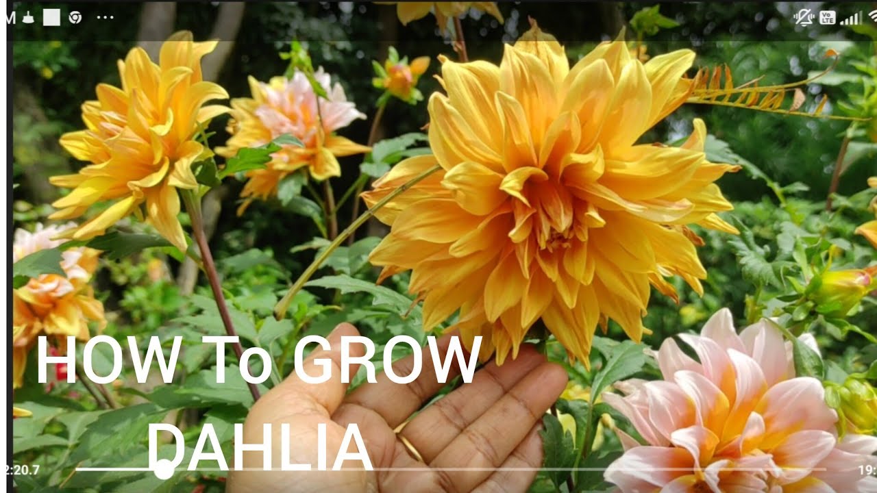 ಗಿಡಗಳ ತುಂಬ ಹೂವಾಗಬೇಕೇ.. ಇಷ್ಟೇ ಮಾಡಿ ಸಾಕು/ Dahlia  Growing  tips
