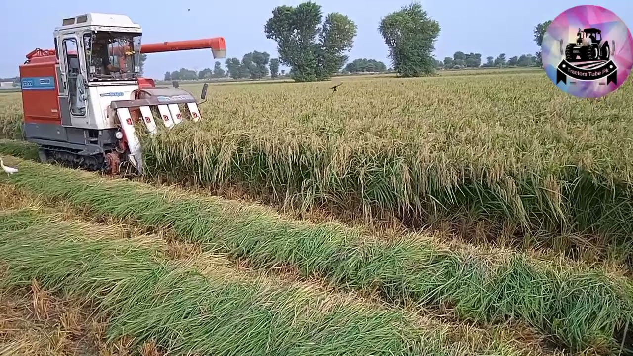dhan ki katai | rice Harvesting | tractors tube pk