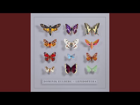 Dominik Eulberg — Brauner Bär