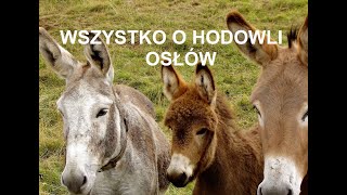 -8- ZWIERZĘTA GOSPODARSKIE: WSZYSTKO O HODOWLI OSŁÓW, OPŁACALNOŚĆ, WYMAGANIA PORADY