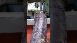 The Reticulated Python: Meet the World's Longest Snake