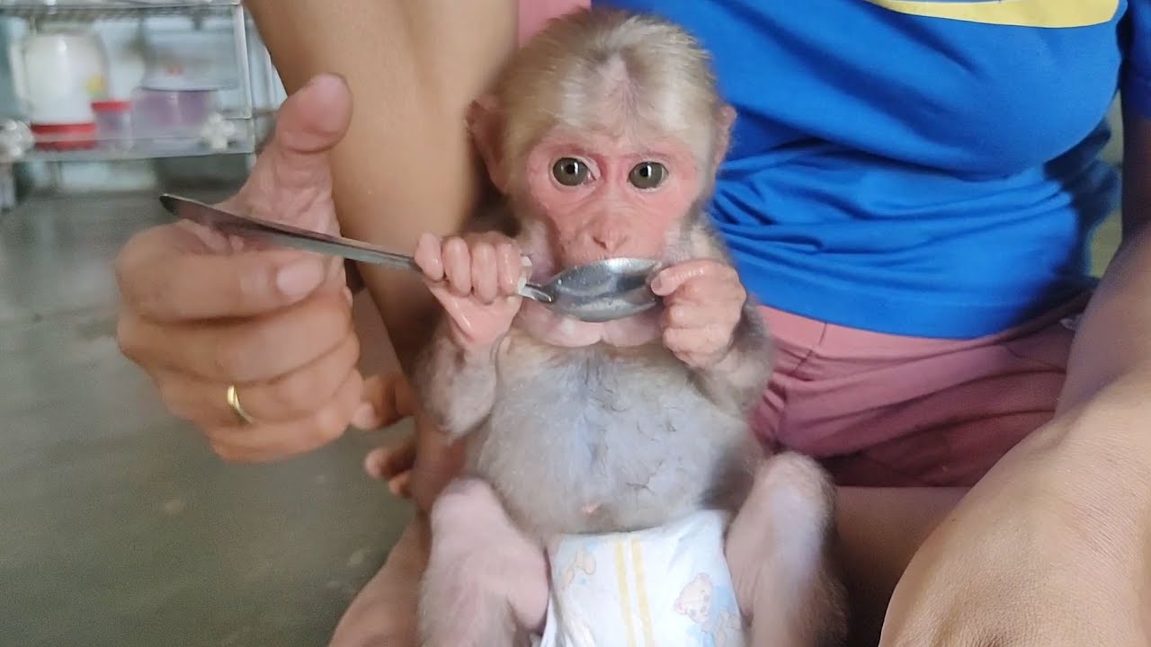 Smart Bob monkey tries to use spoon to eat