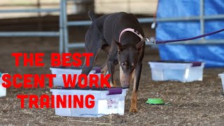 Discover the Amazingly Simple Way to Train Your Dog in Scent Work!