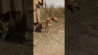 Greyhound Dog Shikari Kutta