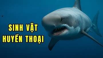 Sự Thật Rùng Mình Về Cá Mập Trắng Lớn: Kẻ Săn Mồi Đáng Sợ Nhất Đại Dương!