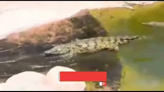 Когда ты крокодил,веселье только такоеWhen you&#39;re a crocodile,that&#39;s the only fun#shorts#attractions