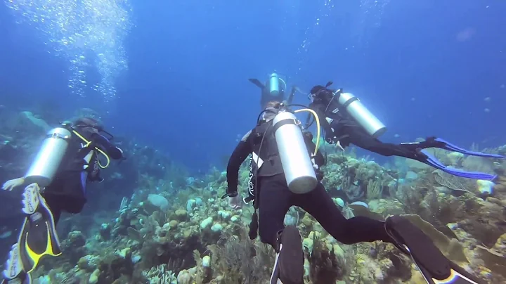 Roatan Honduras Dive 2019 Movie