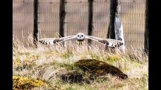 Short eared owl   HD 1080p by Phil Nicholson 95 views 1 month ago 29 seconds