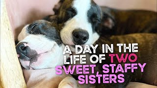 A Day in the Life of Two Sweet Staffy Puppy Sisters