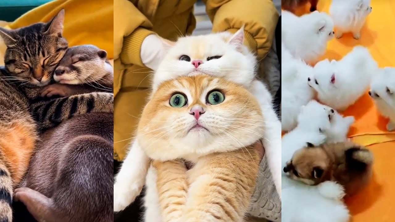 This Will Make You Feel Better 🐾 Pure Cozy Animals