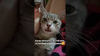 #Ржачныевидео #Cat #Юмор #Shortscats #Tiktok #Жиза #Кот #Приколы