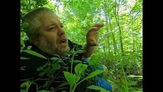 On The Ground Spreading Pogonia Eric Comley