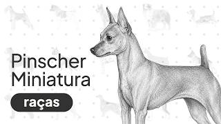 Pinscher: o que ninguém te fala sobre essa raça