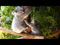 Cute Baby Koala with its mother at Australia Zoo