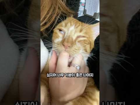 고양잇과의 본능 thumbnail