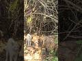 Ref:Ohc-WKIBH9g Fox or jackal in the hidden camera!