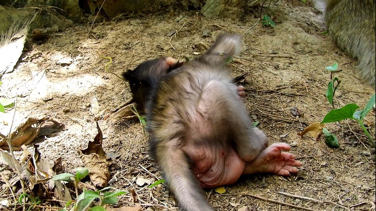 foundry Don't Believe Loses Lizza controlling Fall Down, She Learns To Climbing On Trunk Following Allie