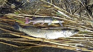 : Epic battle: lures Mike & Tommy vs deadbaits. Fishing: big pike attacks.   .