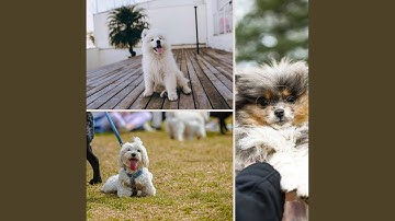 Pulsating Ambiance for Dog Having Fun