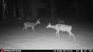 09 15 2025 Full Day Wildlife Takeover - Daily Long Video #wildlife #deer
