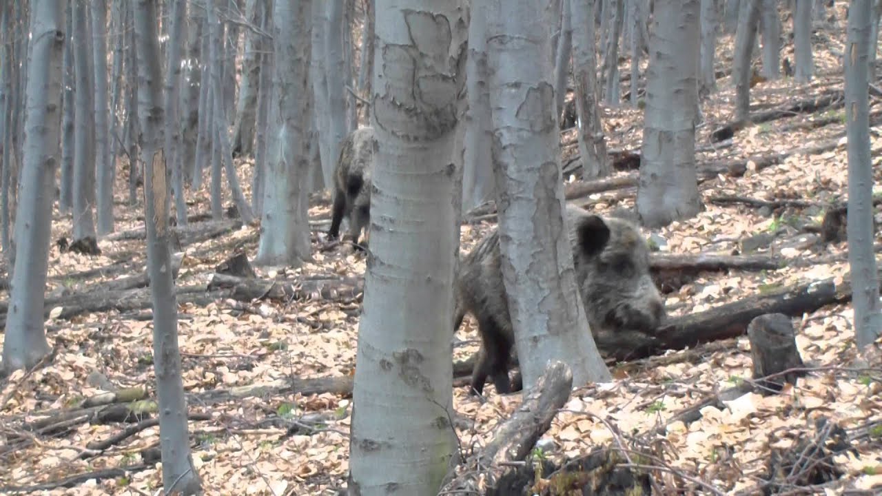 Keď sa srdiečko na chvíľku zastaví :-D (Diviaky)