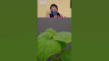 Growing Cucumber From Seed #timelapse #cucumber #shorts😲🤩