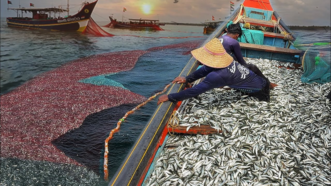 ВАУ 🤯 Лодка переполнена сардинами! | Огромный улов | Впервые в истории удалось поймать такую ​​ры...