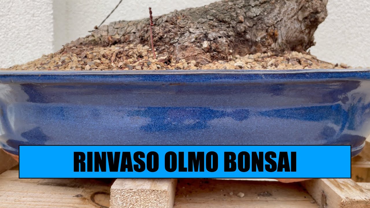 RINVASO OLMO CAMPESTRE BONSAI