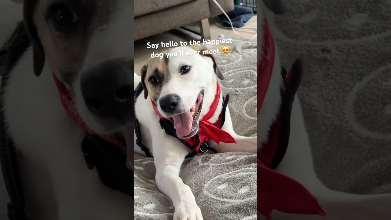 Dabs Can’t Contain His Excitement 😍 