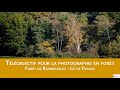 Quel objectif pour la photographie en forêt? | Photographie de paysage