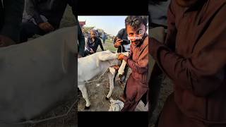 #eid #doctor #prank #bakramandi #pakistanidrama #pakistan #vlog #funny