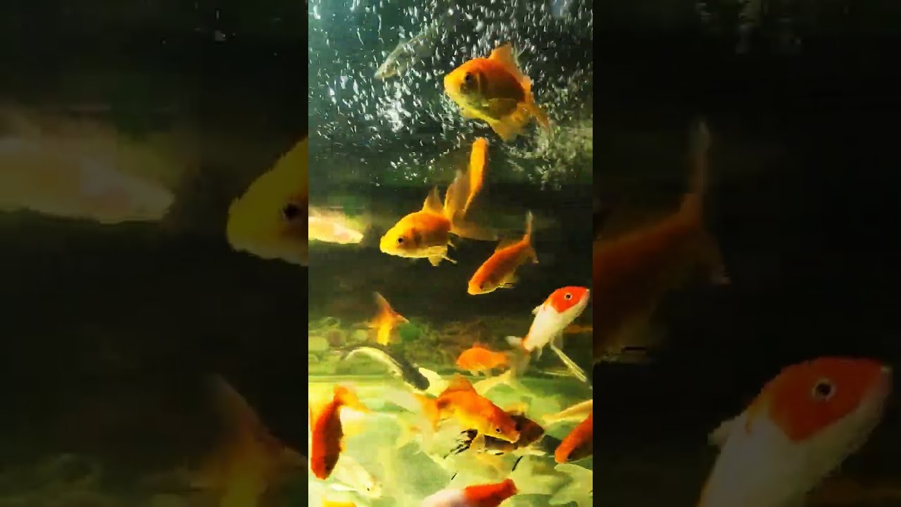  Aquarium Aquascape Fish Aquariumfish Knowledge New Animals Viral Facts Fancygoldfish