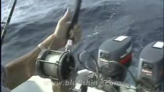 Fishing video: Sailfish
