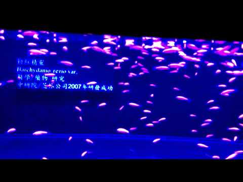 螢光魚欣賞