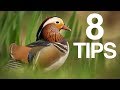 Wildlife Photography Tips for Beginners | 8 USEFUL Tips &amp; Techniques!