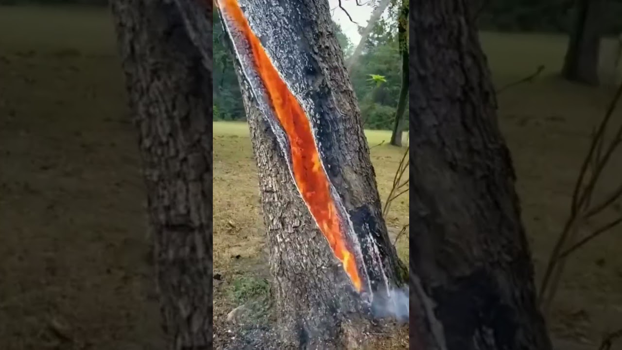 Tree Burns On The Inside After Being Struck By Lightning😲⚡️ 