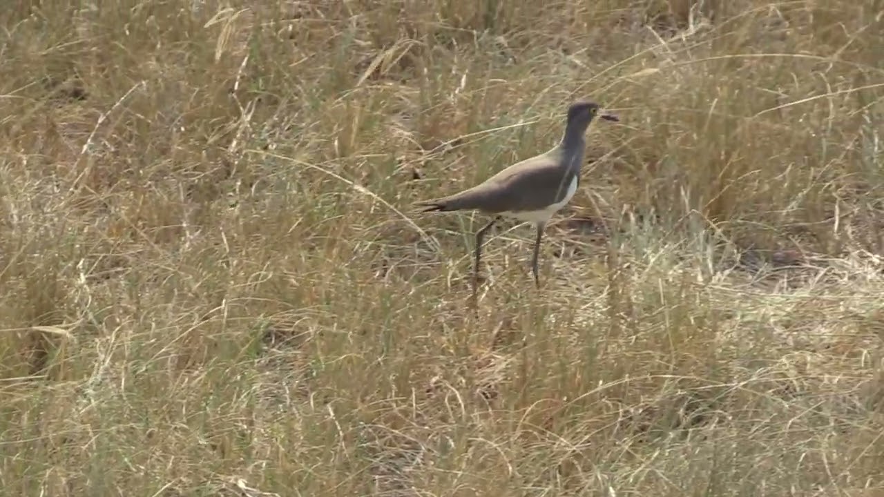 Vanneau terne (Vanellus lugubris) Senegal Lapwing