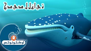 19 أوكتونوتس | الحوت الوحيد | السلسلة 4 | الحلقة