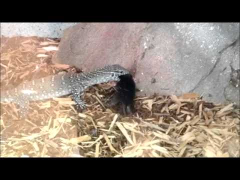 video phone beyonce mp3 Nile Monitor Eats Rat Pup