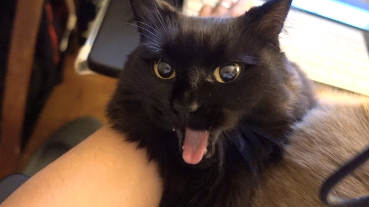 ねこに乗られて重いのに気づいたねこ Theo Realized That Something Heavy Was On Him Youtube ねこに乗られて重いのに気づいたねこ Theo Realized That Something Heavy Was On Him Youtube