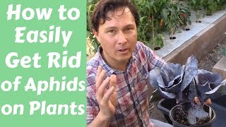 John from http://www.growingyourgreens.com/ shows you the easiest way
to get rid of aphids on plants in your organic vegetable garden once
and for all...in ...