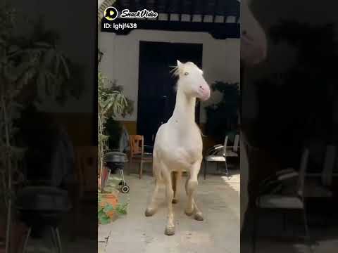 Horse lover 🏇❤ status WhatsApp status video#shorts