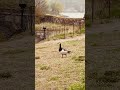 #barnaclegoose