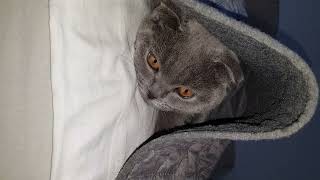 The kitten hides all the time! by Cats Lika and Tom 116 views 5 months ago 2 minutes