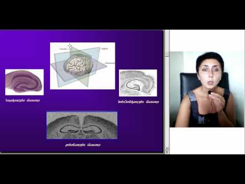ჰიპოკამპალური ფორმაცია და მისი პროექციები, ლექცია2, ნაწილი1, ეკა ლეფსვერიძე, M005 2 05093