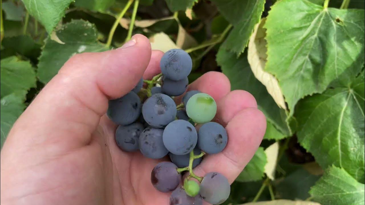 Concord Grape First Harvest & Concord Grape Vine Plant Overview YouTube