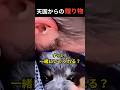 【奇跡の絆】亡き愛犬との再会。クリスマスに届いた“小さな命”の運命の物語。