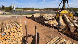 Timber loading. Unloading birch logs.