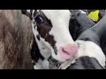 How Incredible Cow Give Birth Modern Farm #WithMe​ New HOOF Farming Automatic Milking Milk Feeding