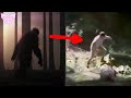 The Craziest Bigfoot Sightings Caught on Camera